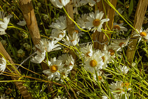 Gänseblümchen am Holzzaun – Sommerlicht im Garten