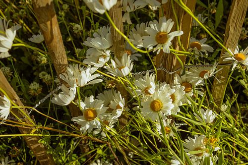 Daisies & Wooden Fence – Summer Glow in the Garden