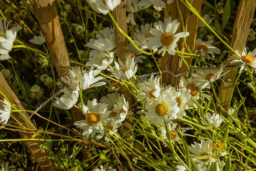 Marguerites &amp; clôture en bois – Éclat d’été au jardin par Brave Toaster Photos