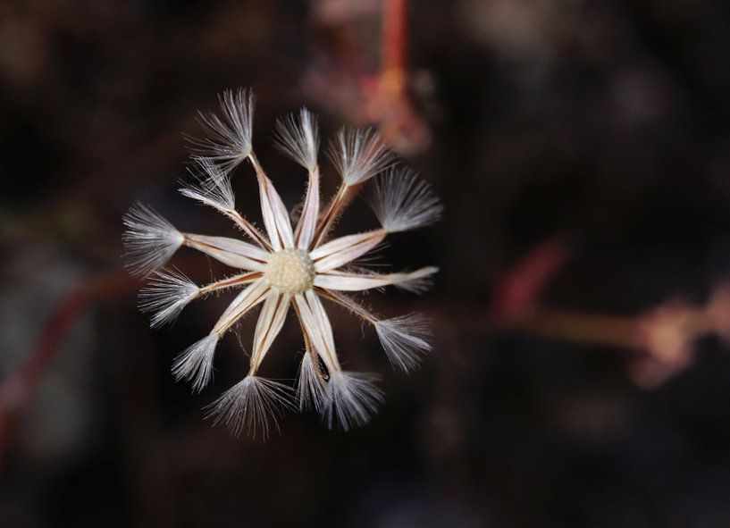 Schönheit von Jan Katuin