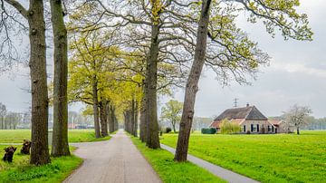 Bomenlaan, Overijssel. van Jaap Bosma Fotografie