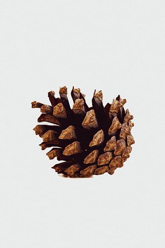 Pine cone basic | Autumn and Christmas neutrals