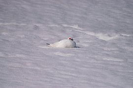 Spitsbergen Snow grouse by Merijn Loch