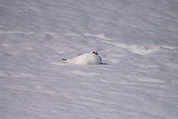 Spitsbergen Sneeuwhoen van Merijn Loch