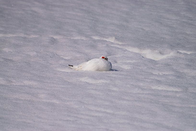 Spitsbergen Snow grouse by Merijn Loch
