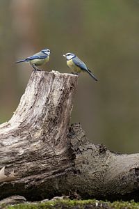 Zwei Blaumeisen fressen auf einem Baumstamm im Wald