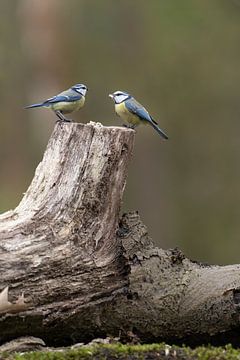 Zwei Blaumeisen fressen auf einem Baumstamm im Wald von Leoniek van der Vliet