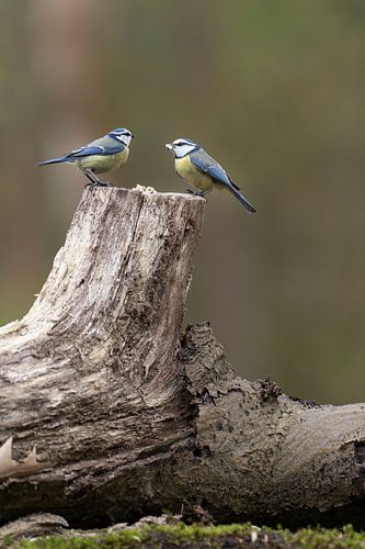 Twee pimpelmezen etend op een boomstam in het bos