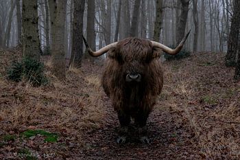 Scottish Highlander