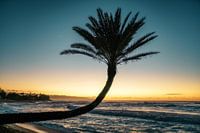 Les palmiers d'Hawaii