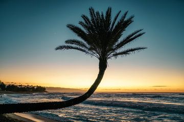 Les palmiers d'Hawaii sur road to aloha