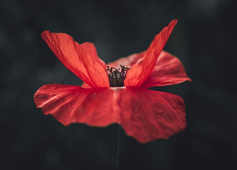 Red and beautiful by Robby's fotografie