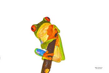 Rotäugiger Makro-Frosch