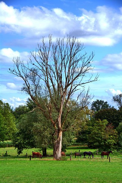 Paardenweide 2 van Edgar Schermaul