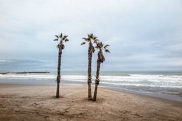 3 palmbomen op strand in Valencia van Eric van Nieuwland