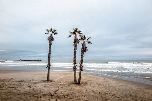 3 palmbomen op strand in Valencia