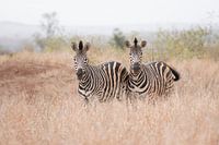 Zebra's