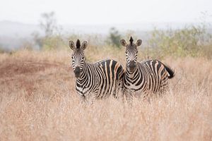 Zebra's van Riana Kooij