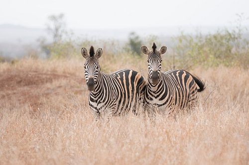 Zebra's