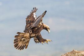 Spanish Imperial Eagle by Rob Kempers  Nature-Art-Landscape Photography