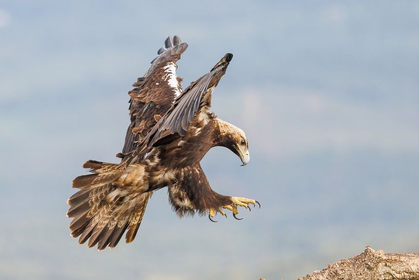 Spanischer Kaiseradler von Rob Kempers