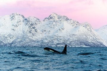 Orka in de fjorden van Noorwegen. van Dennis en Mariska