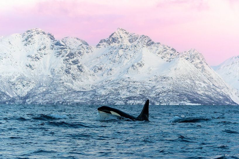 Orca in Norway's fjords. by Dennis en Mariska