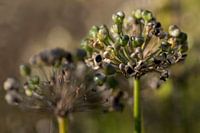 groene zaaddozen herfst