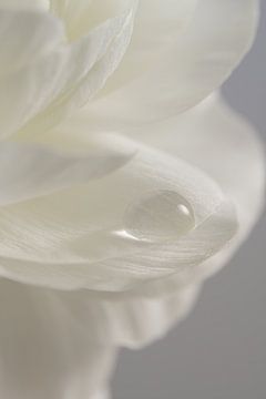 Pure und beruhigend: Tropfen auf einem weißen Blütenblatt von Marjolijn van den Berg
