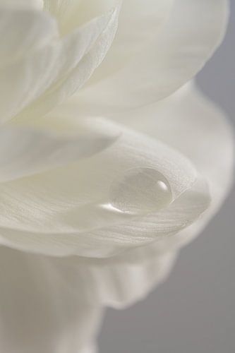 Pure und beruhigend: Tropfen auf einem weißen Blütenblatt von Marjolijn van den Berg
