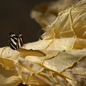 Vlinder op kleedje  van Eva Toes