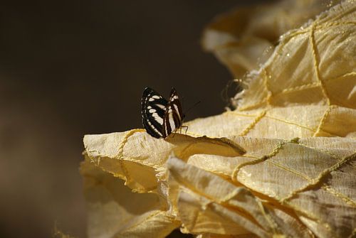 Vlinder op kleedje 