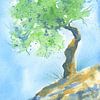 Olivenbaum Studie von Karen Kaspar