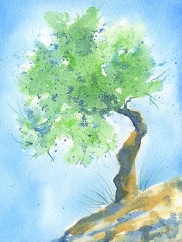Olivenbaum Studie