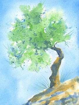 Olivenbaum Studie