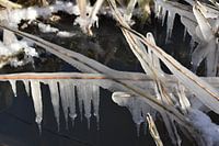 Captured in Ice / Captured in Ice