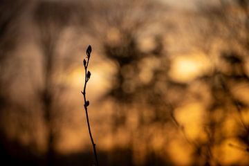 the button on the bush in backlight by Hans de Waay