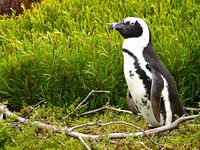 Pinguin in Südafrika