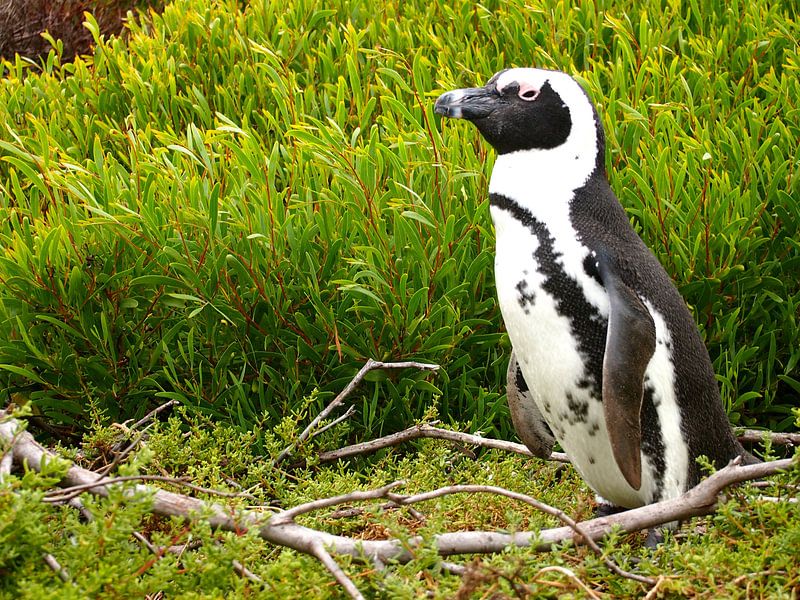 Pinguin in Südafrika van Patrick Hundt