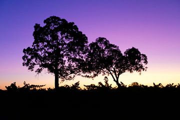 Silhouette d'arbres au coucher du soleil