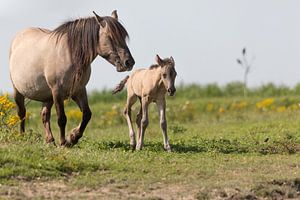 Paarden | Konikpaard merrie en pasgeboren veulen Oostvaardersplassen van Servan Ott