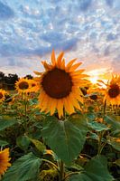 Tournesols @sunset