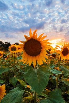 Sonnenblumen @Sonnenuntergang von Shotsby_MT