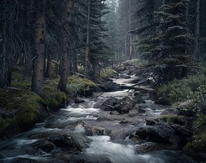 Mystischer Waldpfad