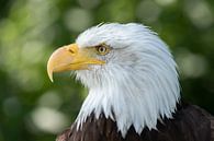 American white-tailed eagle Head by Raymond Engelen thumbnail