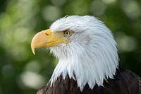 American white-tailed eagle Head