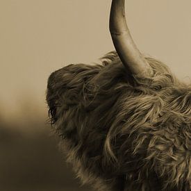 Schottischer Highlander Kopf mit Horn sepia von Sascha van Dam