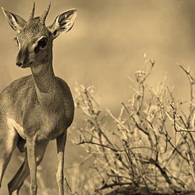 DikDik by Roland Smeets