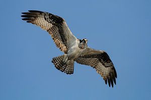 Fischadler im Flug