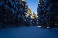 Dennenbomen in de sneeuw